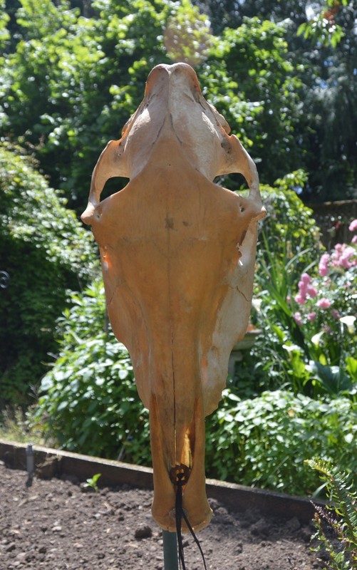 Horse Skull Head aged Upper with Beautiful Natural Patina and full upper teeth