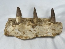 Spinosaurus Jaw Section Fossil Morocco 7.5
