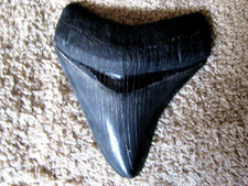 Huge MINT Megalodon Polished Black / Gray Shark Tooth 3 1/4&rdquo; Fossil Sharks Teeth