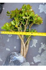 Crassula Ovata 8 Years Old Thick Trunk Jade Tree Stump Door Pick Up Zip 94538