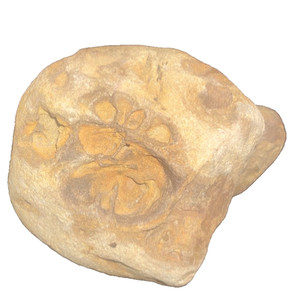 fossil