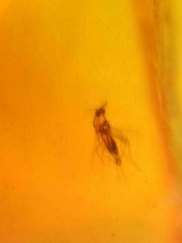MA16 4.14g AMBAR FÓSIL CON INSECTO de 99 millones de años, cretácico Burmite - Foto 5 di 5