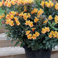 T&M Alstroemeria Summer Breeze Garden Hardy Perennial Garden Patio Jumbo