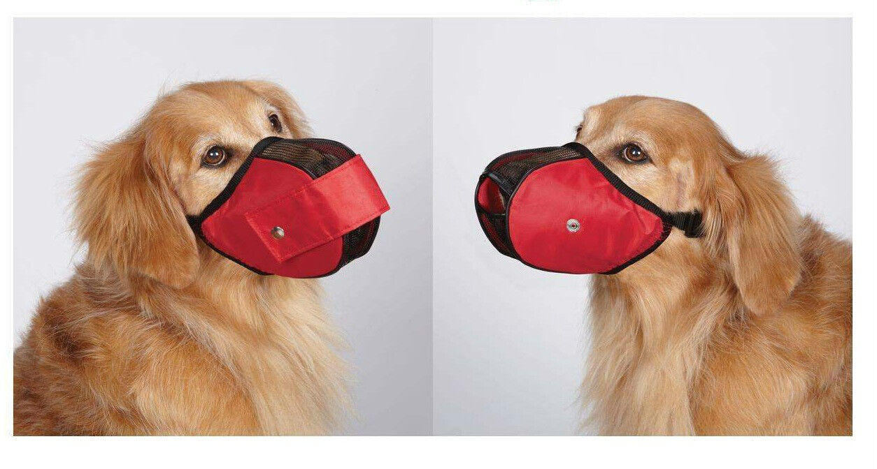 dogs muzzle red