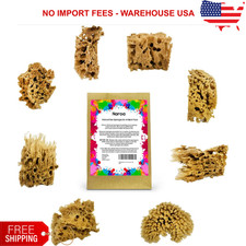 NAROA Artist Natural Sea Sponges for Painting 8 Pack Shades of Brown