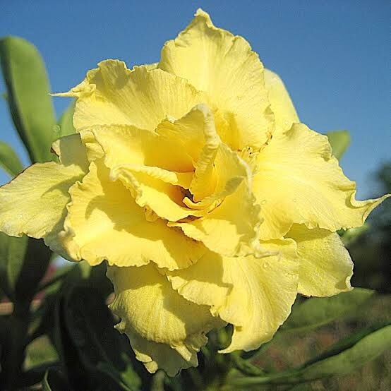 Adenium Obesum Desert Rose Seeds RARE "Golden Phoenix" 5 SEEDS NEW to