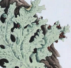 1735,RARE TRUE BLACKWELL'S HERBARIUM HandPainted FOLIO TREE LUNGNORT XFT