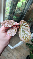 Snow Cap Begonia Pink Variegated Rooted Cutting -Mother plant last photo