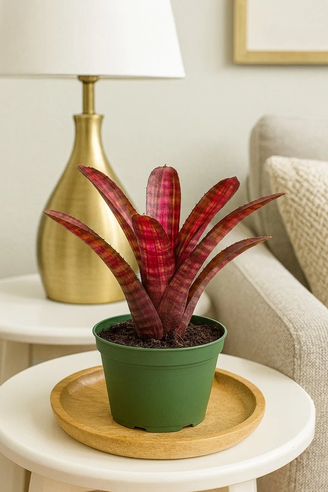 Pack 2. Bromelia Ojos de Cámara Planta Tropical Rara En 4 Macetas Envío Gratis Foto 3 de 4