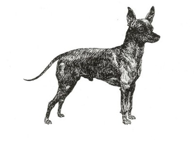 Toy Manchester Terrier - CUSTOM MATTED 5 x 7 - Dog Art Print - NEW - GD