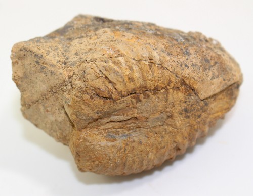 Conchiglia, Trigonia interlaevigata, Giura, Talheim, Germania -c354 - Foto 8 di 9