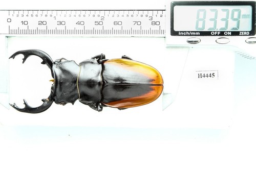 BEETLE, INSECT -H4445. Lucanidae: Odontolabis cuvera fallaciosa -83MM, VIETNAM - Picture 3 of 3