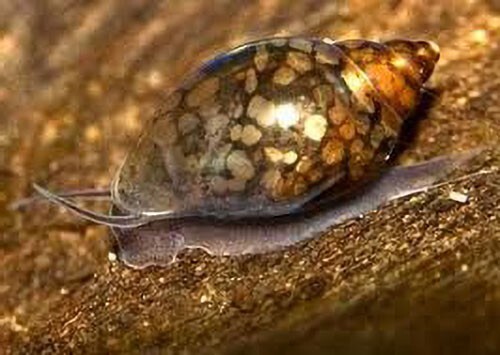 40 Lumache Planorbarius e 30 Physa per Acquario foto 4