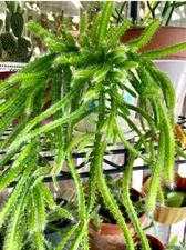 Dog Tail Cactus  SUCCULENT Cactus rooted  in 4" pot