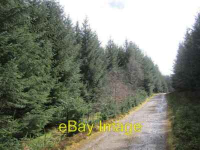 Foto 6x4 Holzfällerstraße, Newhall Rig Riggs, die A 1980er gepflanzt Sitka Spru c2013
