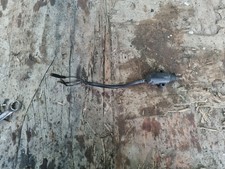 1983-1994 GPZ305 Z250 Scorpion Side Stand Switch Working Genuine 