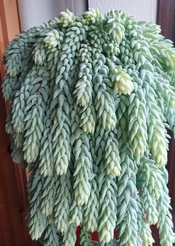 30 x Sedum Morganianum Burro's Tail Eselsschwanz nachlaufende Sukkulente Blätter ECHT