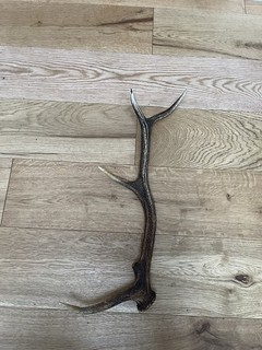 Large Red Deer Stag Antler Horn