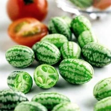 ORGANIC SEEDS 20 Cucamelon Melothria Scabra MINI WATERMELON BIO  Non-GMO