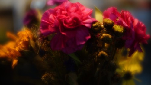 lensbaby Velvet 56 f1.6 macro 1:2 lens - Picture 8 of 10