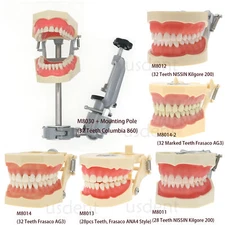28 32 Teeth Dental Typodont Model Kilgore Nissin Columbia Frasaco Mounting Pole