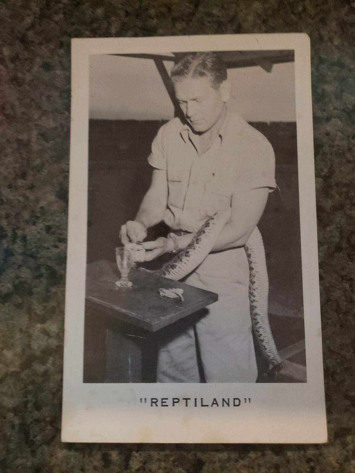 Pennsylvania PA Williamsport Reptiland Postcard Old Vintage Card RPPC