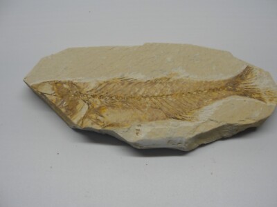 MILLIONS OF YEARS OLD FISH FOSSIL Z1712