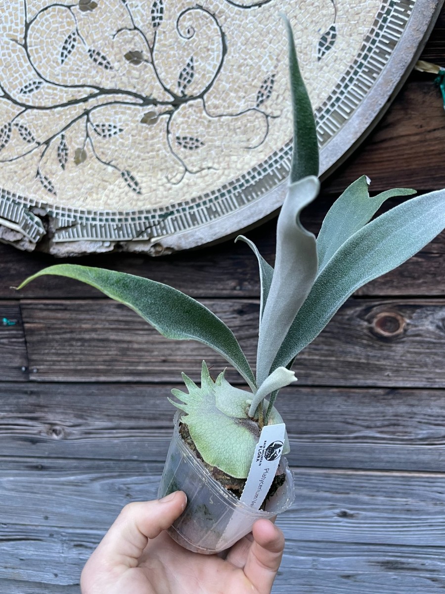 Platycerium veitchii Auburn River cv. 'Chief' | eBay