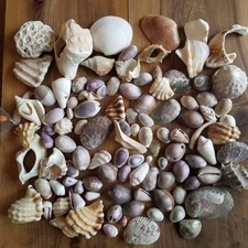 Natural Sea Shell Art Craft From Japan