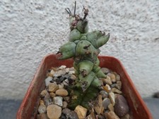 EUPHORBIA HORRIDA MONSTROSUS, shown in 5cm pot, lovely, healthy succulent