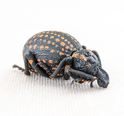 v14b lg Brachycerus Ornatus Hippo Red spotted lily snout beetle