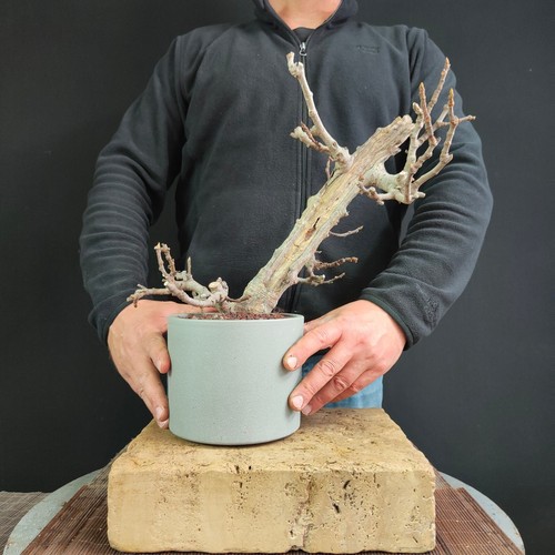 PRE BONSAI DI FICO DA FRUTTO eBay