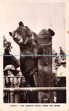 R264181 Kitty The Russian Bear Asks for Buns Boots Cash Chemists Real Photograph