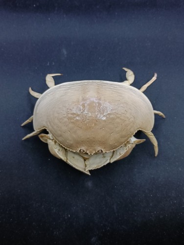 Calappa-calappa box crab taxidermy. 144mm oddity Sea shell Marine #13096 - Picture 2 of 5