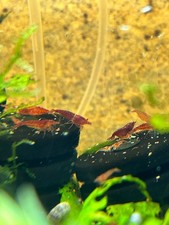 Red Cherry Shrimp Culls 10  2 DOA Neocaridina davidi