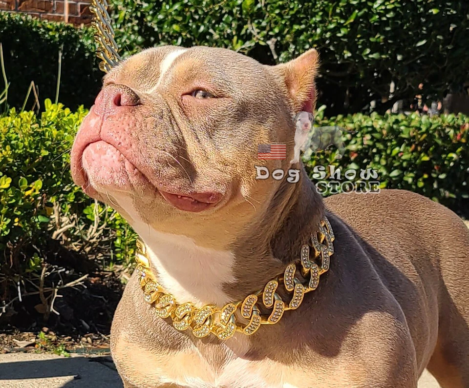 Cadena para mascotas oro diamante cubano 32 mm collar para exhibición canina 316L VENDEDOR AUTORIZADO Foto 2 de 4