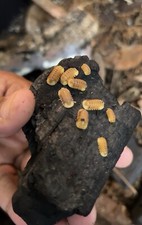 10 BLONDE Rubber ducky Isopods Cubaris Rubber Ducky Isopods