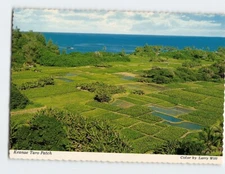 Postcard Keanae Taro Patch Island Of Maui Hawaii