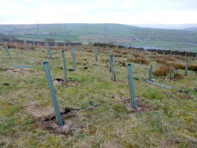 Photo A2 Not much to see yet... Forest Holme A very new plantation of tr c2014