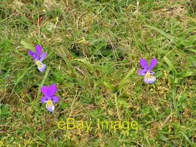 Foto 6x4 Bergstiefmütterchen neben dem Fußweg. Harwood Diese Blumen Dose um 2007