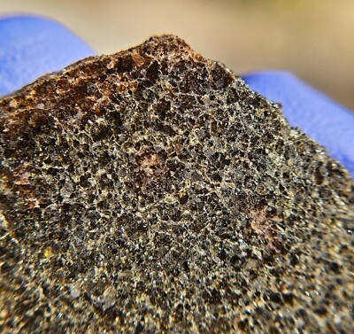 中古 PhonosycographDISK - Ancient Termites kalifano-fossils-minerals-