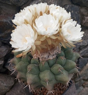 Discocactus semicampaniflorus 20seeds harvest 2025