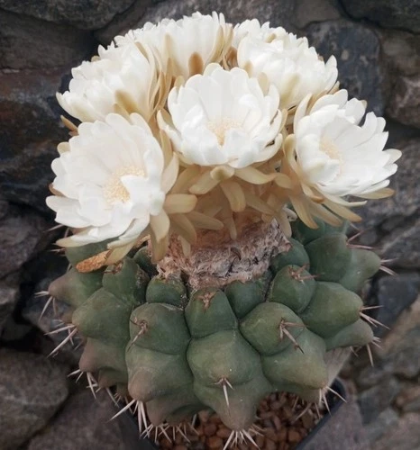 Discocactus semicampaniflorus 20seeds harvest 2025