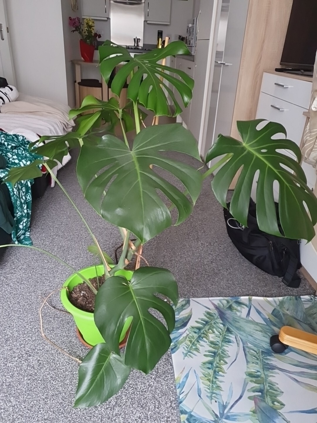 Indoor 5060cm Potted Monstera Deliciosa Swiss Cheese Plant eBay