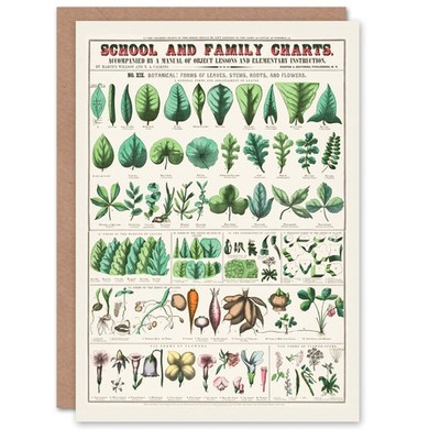Willson und Calkins Kunstkarte Karte Nr. XIX Vintage Botanical