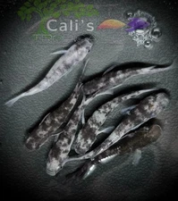 4+1 (FREE) Wazumi Black and White - Freshwater Medaka -Rice Fish - FREE SHIPPING