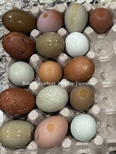 12 Rainbow Hatching Eggs/ Olive  Moss Eggers/Easter Eggers/ BCM / Ameraucana
