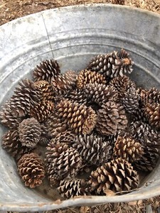 50 Natural pine cones - small/med/large assortment for crafts, decorations