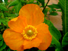 200+Welsh Poppy Seeds Yellow/Orange Flower - Easy Care - Bee Friendly Perennial,