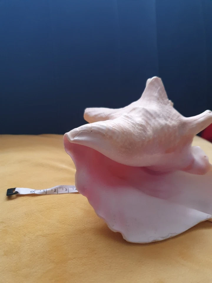 Stunning Large King Conch Shell Large - Image 4 of 4
